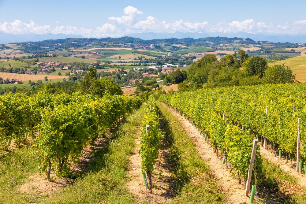 vigne-paysage-vin-bordeaux